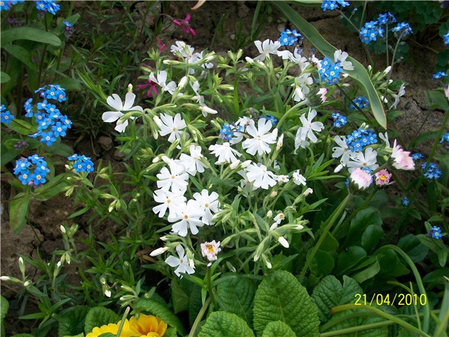 niski floks - lat. phlox subulata